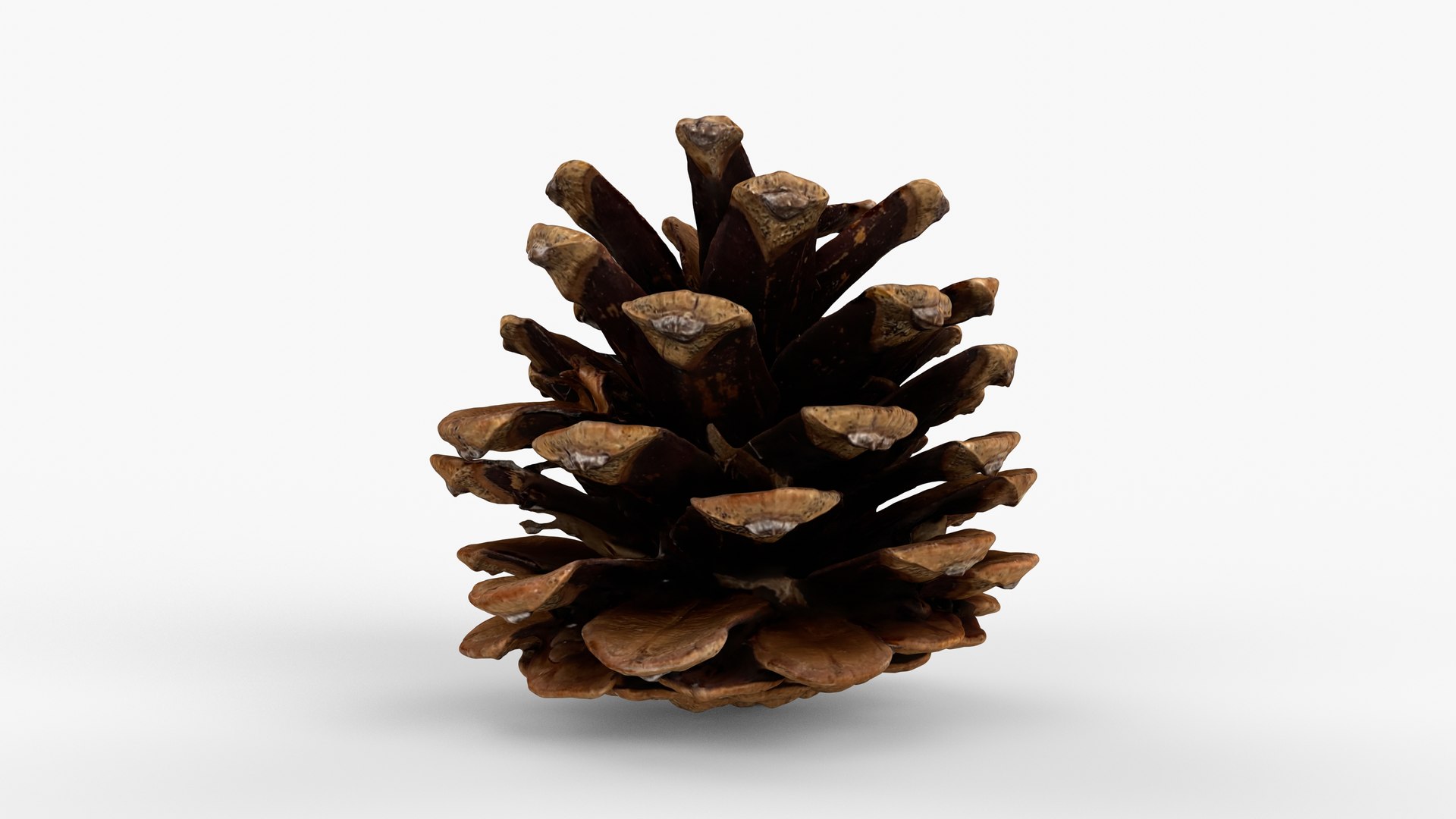 Photorealistic 3D scan of pine cone 3D model https://p.turbosquid.com/ts-thumb/vX/zO1WDA/l2/view_030001/jpg/1746810958/1920x1080/fit_q87/3965b0e586a04a59b47c80fade42ce2445946215/view_030001.jpg