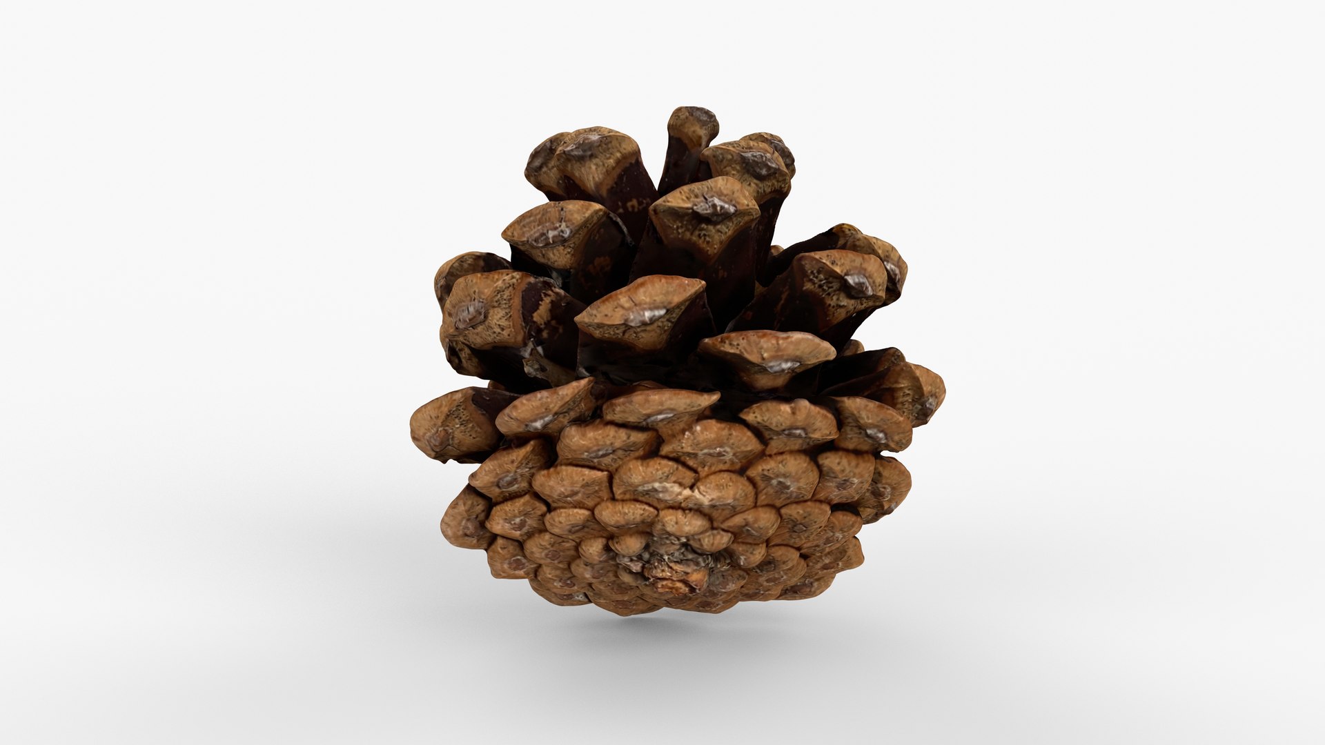 Photorealistic 3D scan of pine cone 3D model https://p.turbosquid.com/ts-thumb/vX/zO1WDA/ml/view_050001/jpg/1746810958/1920x1080/fit_q87/a1f89f12596980870af8c8acf27ecf25add71b36/view_050001.jpg