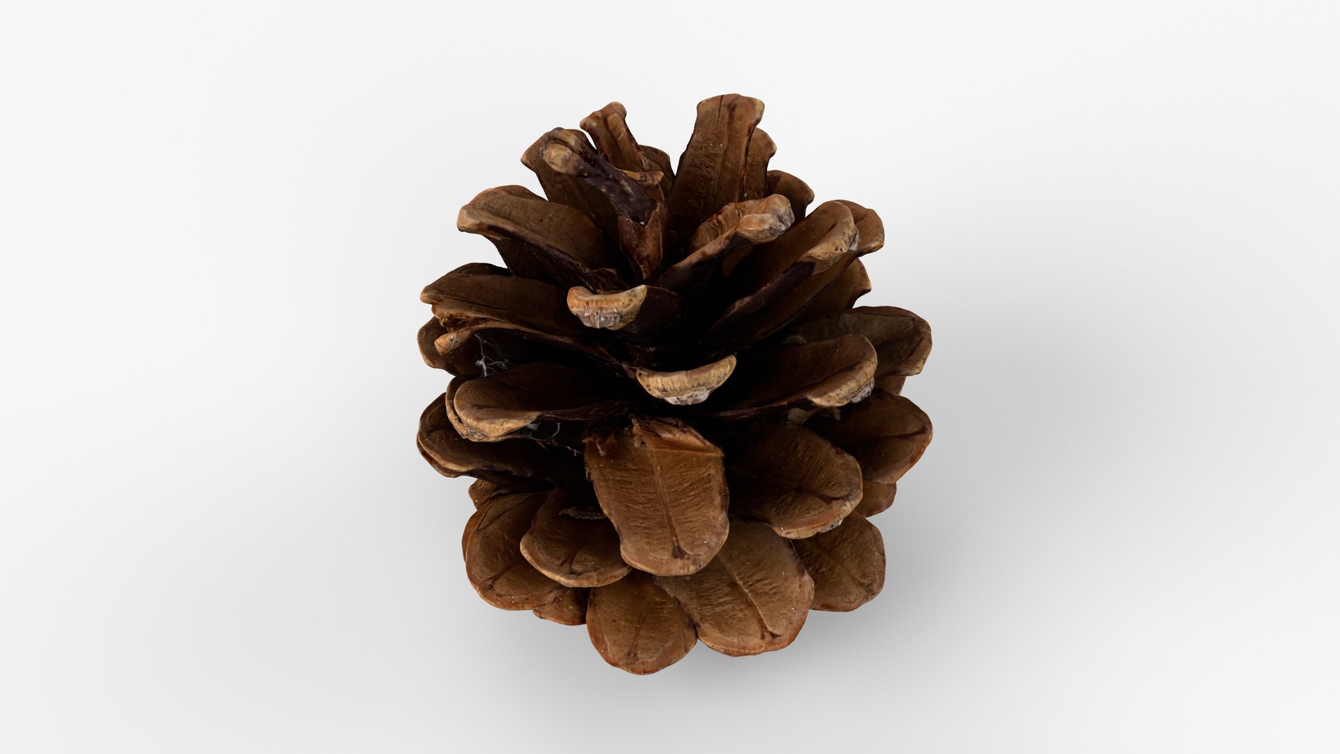 Photorealistic 3D scan of pine cone 3D model https://p.turbosquid.com/ts-thumb/vX/zO1WDA/wG/view_010001/jpg/1746810957/1920x1080/fit_q87/00f7f6f13a255883cf224c6b7d3d0ea74d8a8dca/view_010001.jpg