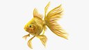 Goldfish Swimming Pose