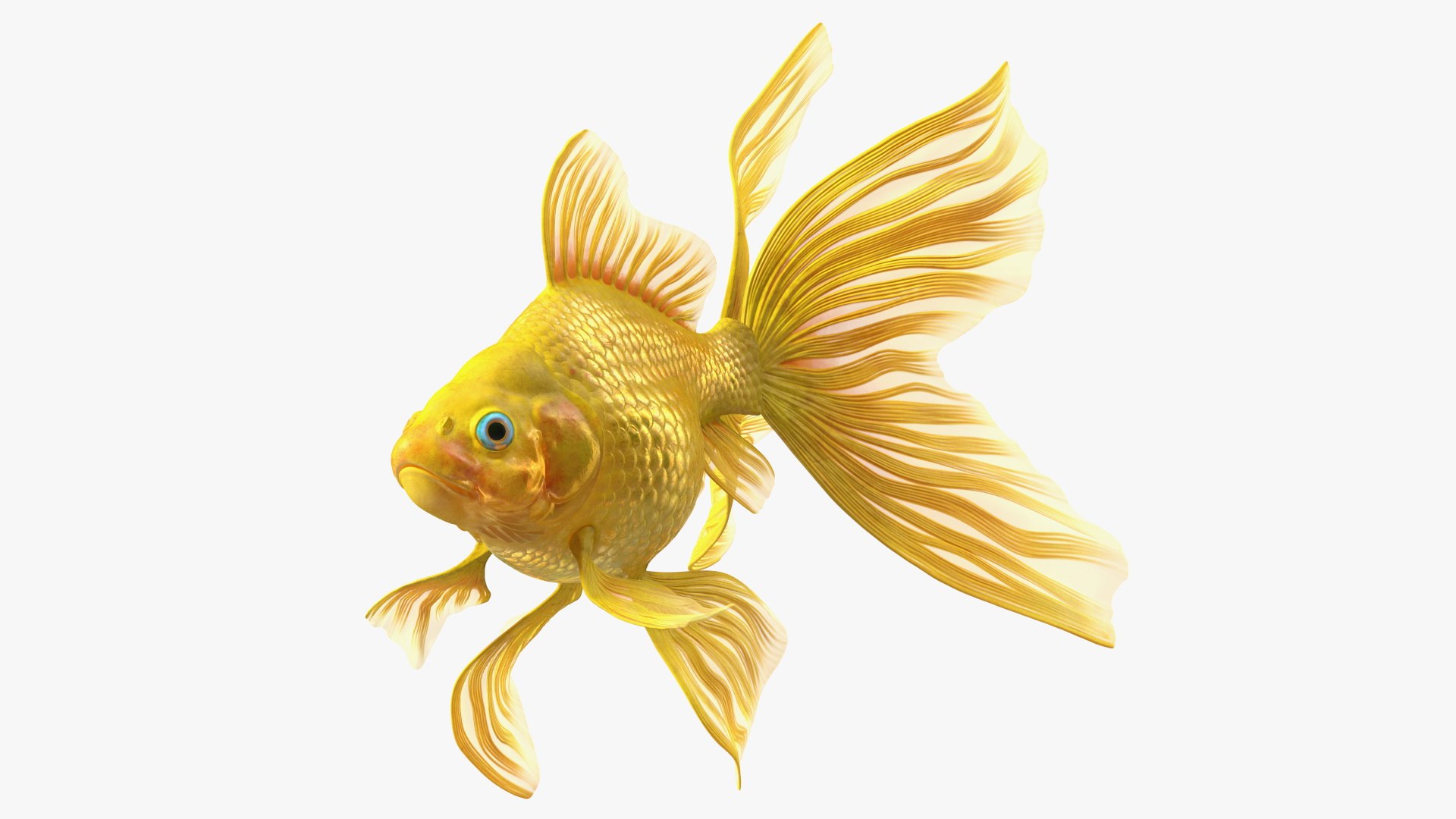 Aquarium Fish Collection 2 3D model https://p.turbosquid.com/ts-thumb/vY/CJlcfr/j7/goldfishswimmingposemb3dmodel001/jpg/1790135993/1920x1080/fit_q87/eee59f22f31d4119284e0442c26cb5434c016b10/goldfishswimmingposemb3dmodel001.jpg