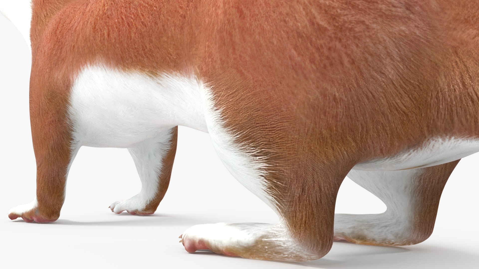 Stoat Brown 3D model https://p.turbosquid.com/ts-thumb/vY/E8OnLT/7n/stoatbrown3dsmodel015/jpg/1711941033/1920x1080/fit_q87/3410eb61fa4e774ca5eb3fd46f65994d739285f1/stoatbrown3dsmodel015.jpg