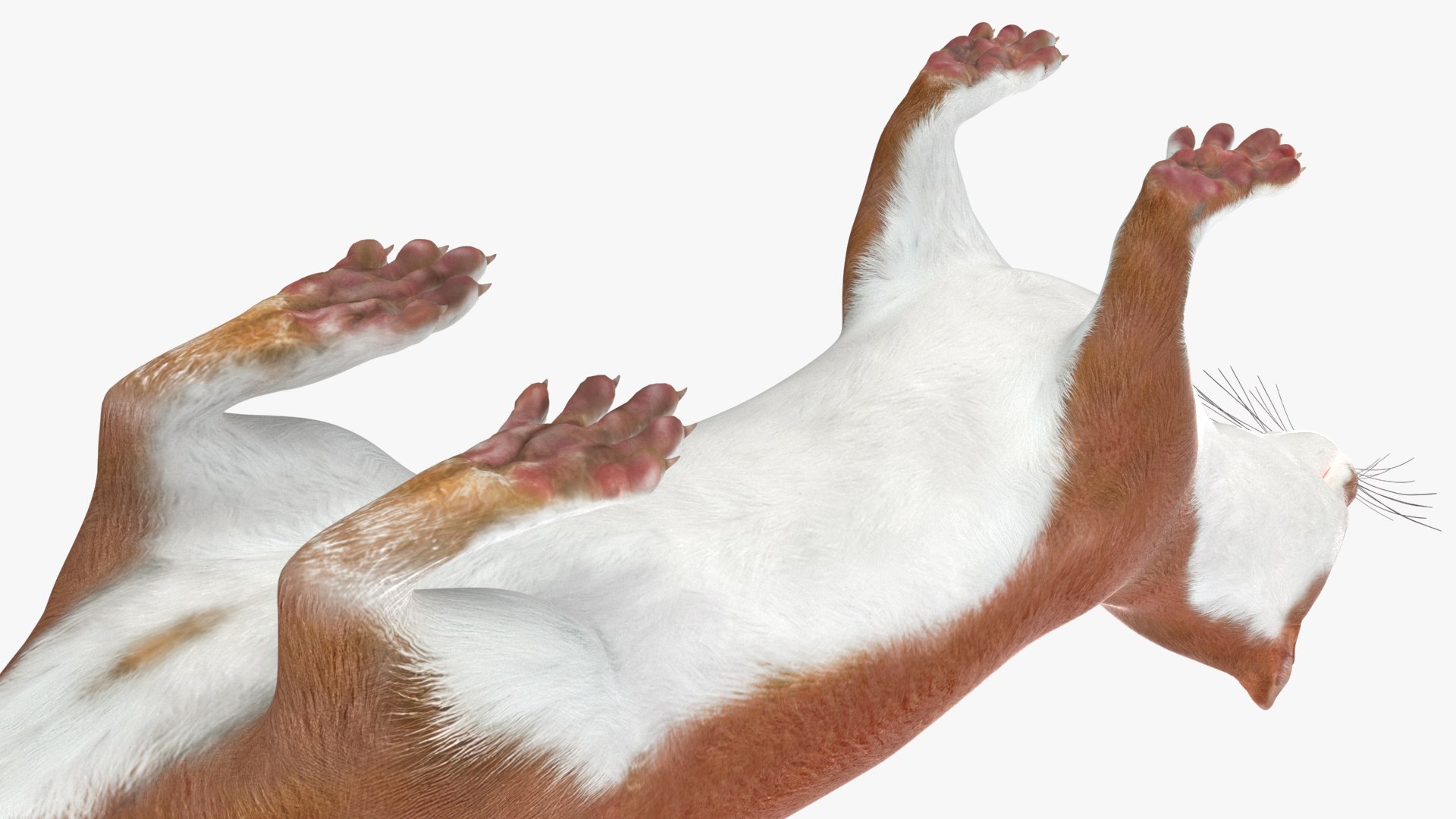 Stoat Brown 3D model https://p.turbosquid.com/ts-thumb/vY/E8OnLT/fI/stoatbrown3dsmodel011/jpg/1711941020/1920x1080/fit_q87/7f09fc65a23cb2fbc0a5ac95957c85da7bb66815/stoatbrown3dsmodel011.jpg