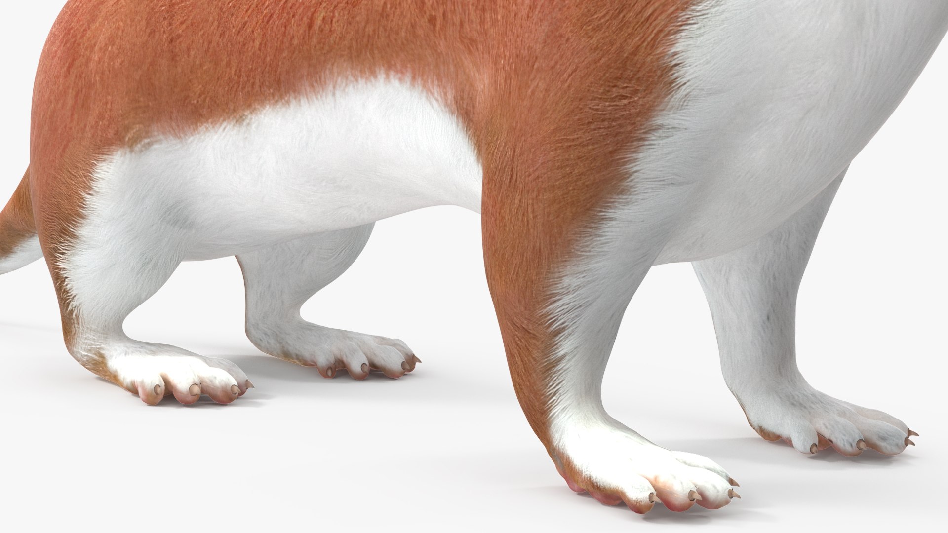 Stoat Brown 3D model https://p.turbosquid.com/ts-thumb/vY/E8OnLT/n1/stoatbrown3dsmodel014/jpg/1711941030/1920x1080/fit_q87/8738b599834d75219886d80da70a09420d9e4d41/stoatbrown3dsmodel014.jpg