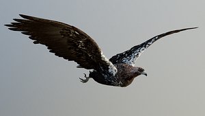 Spanish imperial eagle