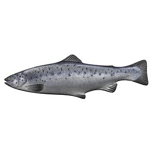 3D model atlantic salmon