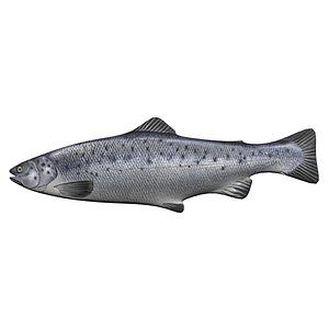 Atlantic salmon