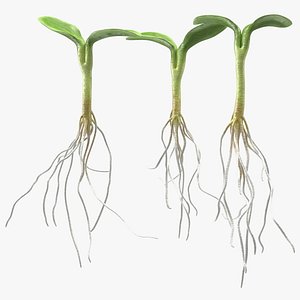 Sprout Roots Set