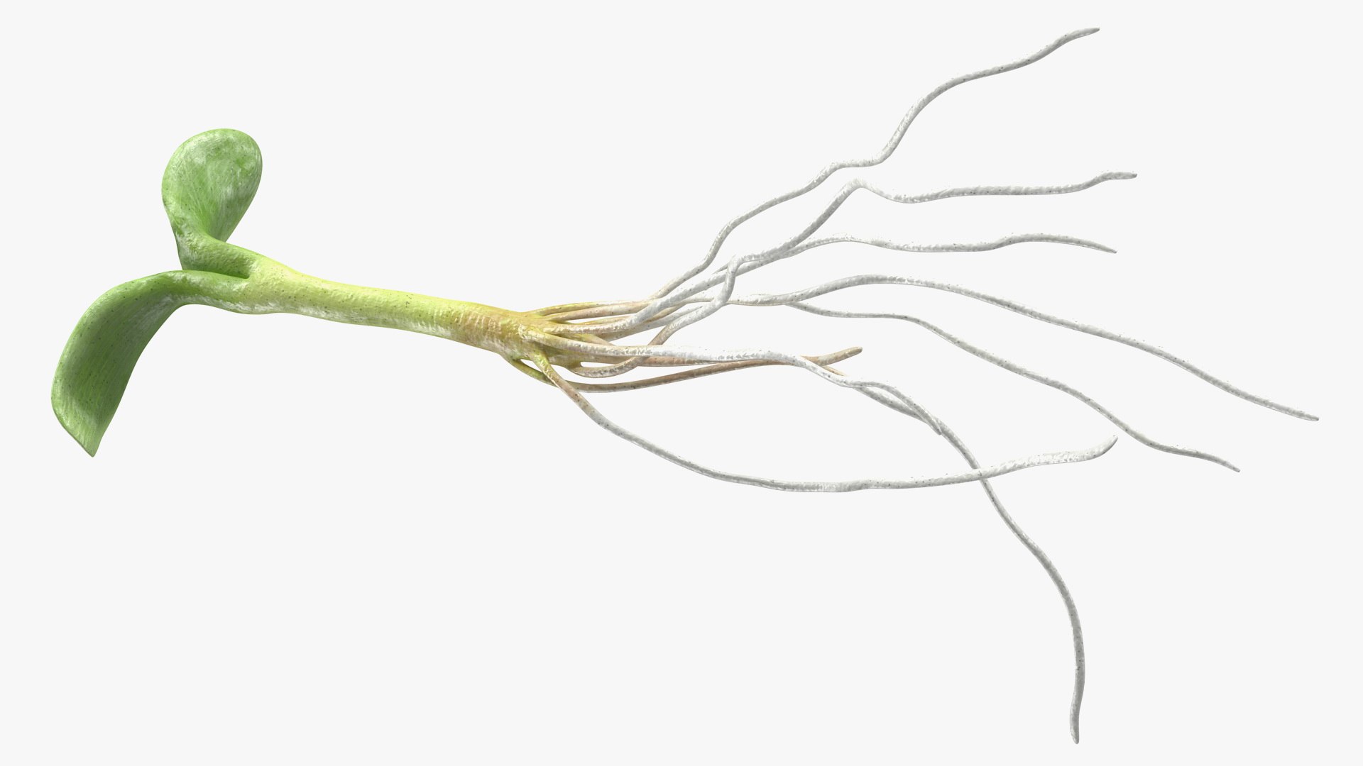 sprout roots set 3D https://p.turbosquid.com/ts-thumb/vY/amIOsM/PGFsV8AX/sproutrootsset3dsmodel011/jpg/1587511068/1920x1080/fit_q87/6fc3ab5ebb1a2b829f7ea644710d1ff177d2131a/sproutrootsset3dsmodel011.jpg