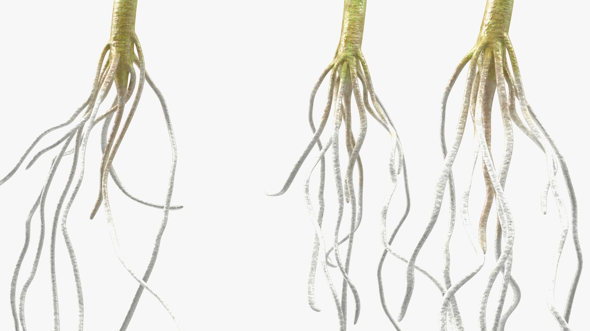 sprout roots set 3D https://p.turbosquid.com/ts-thumb/vY/amIOsM/aDNEvpQU/sproutrootsset3dsmodel008/jpg/1587511059/1920x1080/fit_q87/c19712fc5c6b8a8a5e0d15b7ee636020d18d2485/sproutrootsset3dsmodel008.jpg