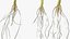 Sprout Roots Set