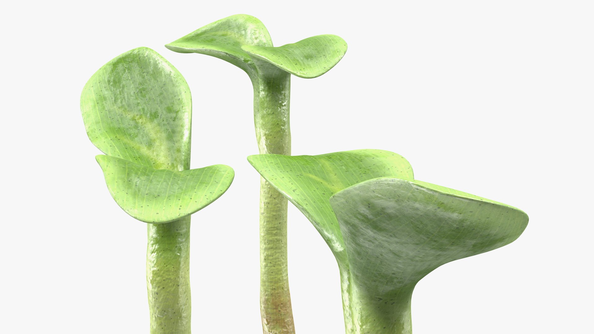 sprout roots set 3D https://p.turbosquid.com/ts-thumb/vY/amIOsM/dhxDDnN7/sproutrootsset3dsmodel009/jpg/1587511062/1920x1080/fit_q87/ca68a59aafd5bb1dc6e4fb481b8371c43dcd754e/sproutrootsset3dsmodel009.jpg