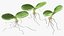 Sprout Roots Set
