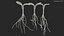 Sprout Roots Set