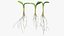 Sprout Roots Set