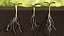 Sprout Roots Set