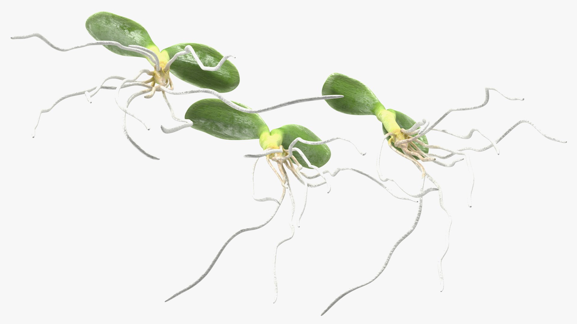 sprout roots set 3D https://p.turbosquid.com/ts-thumb/vY/amIOsM/qKBkAlrH/sproutrootsset3dsmodel007/jpg/1587511056/1920x1080/fit_q87/a97dd2aa81148ee64df26a542ff8aafb9d68b3ba/sproutrootsset3dsmodel007.jpg