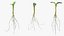 Sprout Roots Set