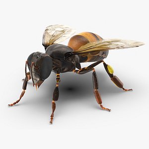 Honey Bee Insect Rigged for Maya