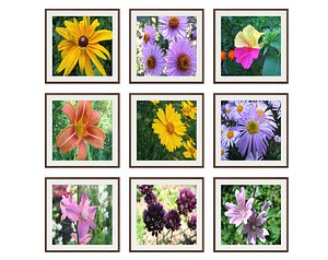 pictures flowers photo 3D