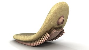 odontogriphus wiwaxia prehistoric 3D model