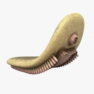 odontogriphus wiwaxia prehistoric 3D model