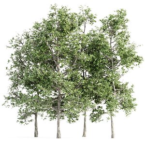 Trees collection vol 189 3D model
