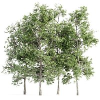 Trees collection vol 189