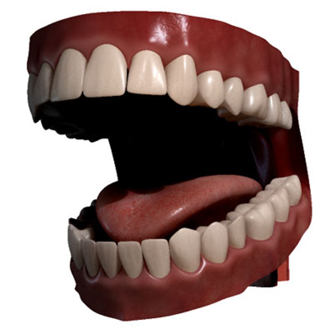 Realistic Mouth Toung Teeth Human Max