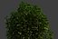 XfrogPlants Cherry Laurel - Prunus Laurocerasus