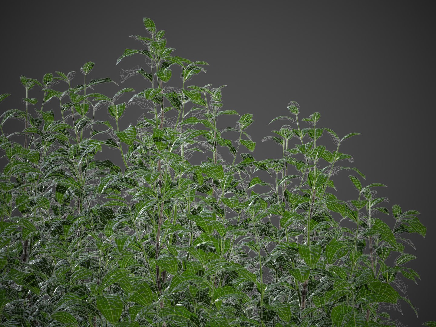 XfrogPlants Cherry Laurel - Prunus Laurocerasus 3D https://p.turbosquid.com/ts-thumb/vZ/7XMpBJ/OZ/screenshot007/jpg/1621967139/1920x1080/fit_q87/e9ed70f0b44cd1fbfebd6842b5f7c1580dfb8524/screenshot007.jpg