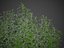 XfrogPlants Cherry Laurel - Prunus Laurocerasus