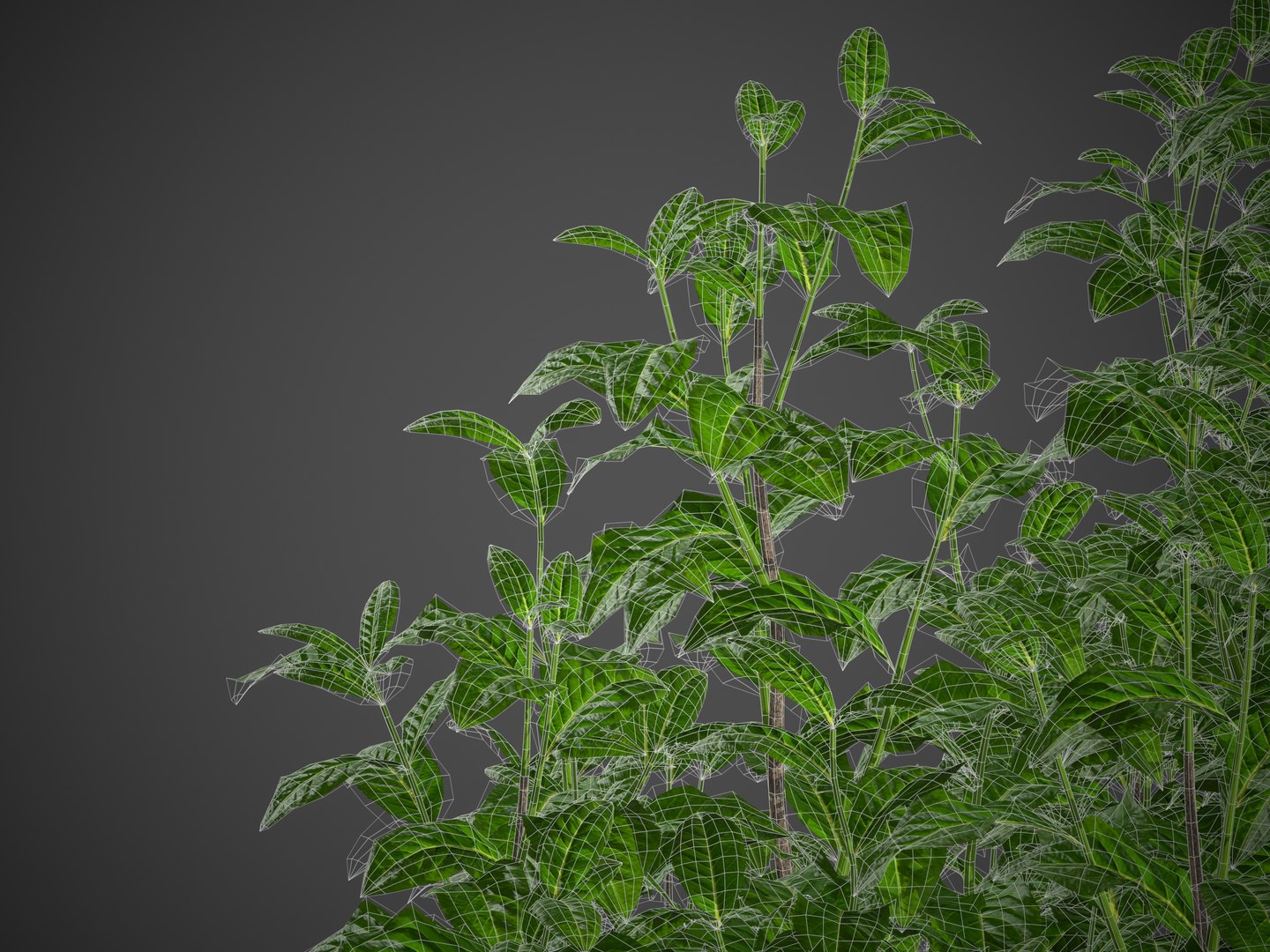 XfrogPlants Cherry Laurel - Prunus Laurocerasus 3D https://p.turbosquid.com/ts-thumb/vZ/7XMpBJ/PC/screenshot008/jpg/1621967139/1920x1080/fit_q87/7c9c5efc595795821b4840afa50d1de82c587564/screenshot008.jpg