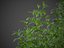 XfrogPlants Cherry Laurel - Prunus Laurocerasus