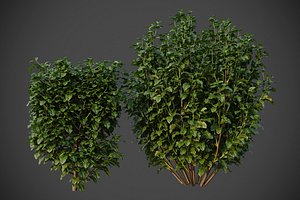 XfrogPlants Cherry Laurel - Prunus Laurocerasus 3D