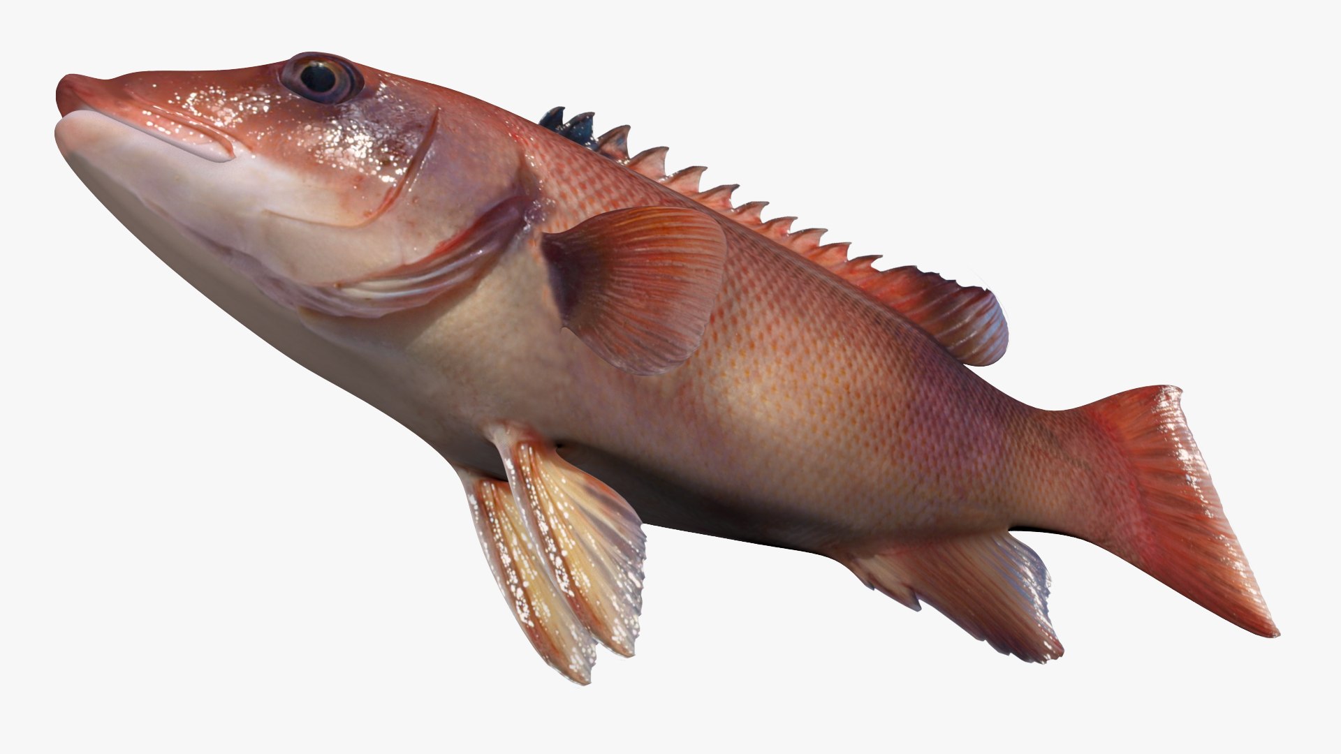 Sheephead 3D model https://p.turbosquid.com/ts-thumb/vZ/8aPCzx/1T/2/jpg/1623493846/1920x1080/fit_q87/96e1522edb2694b29f7c56fd364b7ba91c48829f/2.jpg