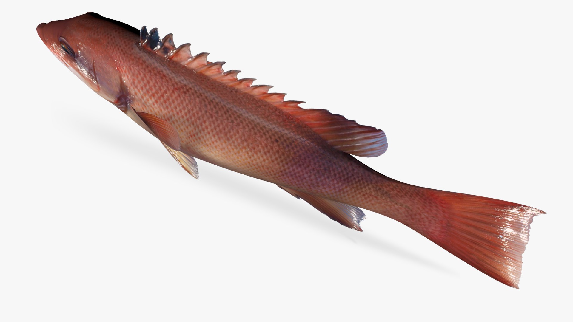 Sheephead 3D model https://p.turbosquid.com/ts-thumb/vZ/8aPCzx/as/5/jpg/1623493846/1920x1080/fit_q87/c1b27c62d686afdd4f27f75563877be56e119d9a/5.jpg