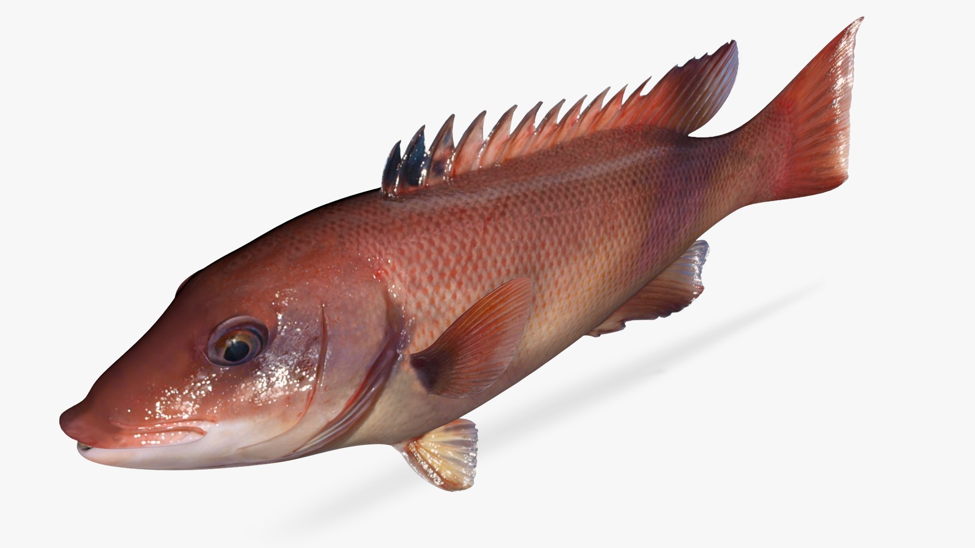 Sheephead 3D model https://p.turbosquid.com/ts-thumb/vZ/8aPCzx/ju/4/jpg/1623493846/1920x1080/fit_q87/33863e444ab6bbf684fac56134b9b52d8569a5cc/4.jpg
