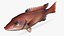 Sheephead