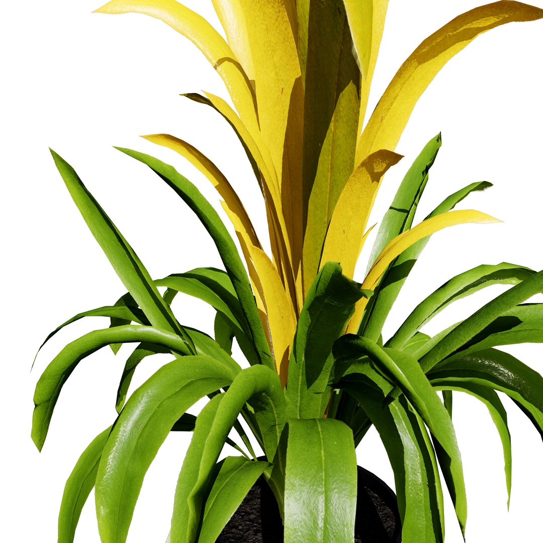 Versatile Pink Bromeliad 3D Model 3D model https://p.turbosquid.com/ts-thumb/vZ/Ggazu2/Ib/bromeliadwith3variationsyellow2/jpg/1719139451/1920x1080/fit_q87/c749d93810659bd92362e9535313b30485d65b22/bromeliadwith3variationsyellow2.jpg