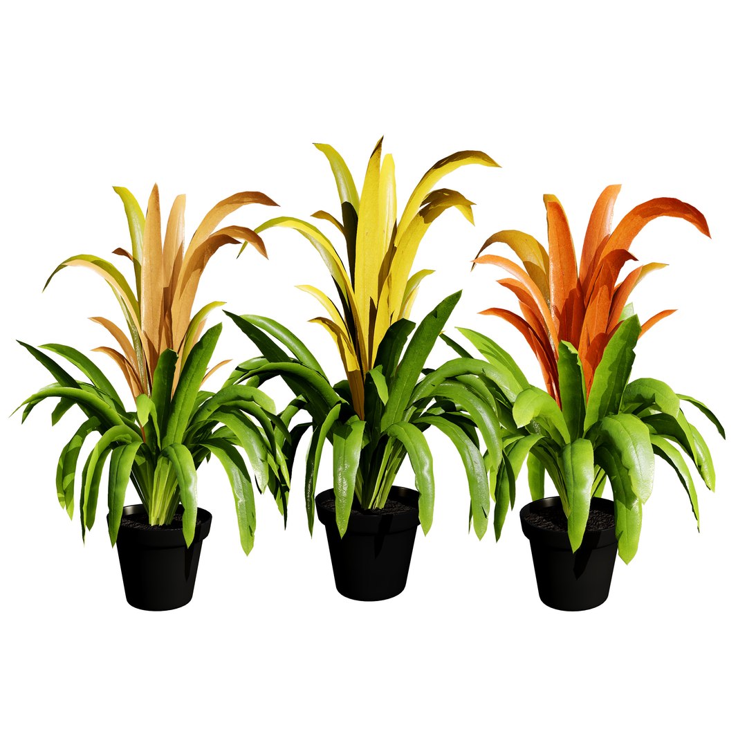 Versatile Pink Bromeliad 3D Model 3D model https://p.turbosquid.com/ts-thumb/vZ/Ggazu2/v3/z00cover/jpg/1719139449/1920x1080/fit_q87/891fc2cff9de0530f9bf2888f6520e9bec29f01a/z00cover.jpg