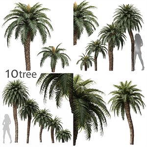 3D 10 Different Tree 3D models in the 2scenes Cycas Revoluta Palmfarn Fruit Tree model