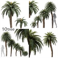 10 Different Tree 3D models in the 2scenes Cycas Revoluta Palmfarn Fruit Tree