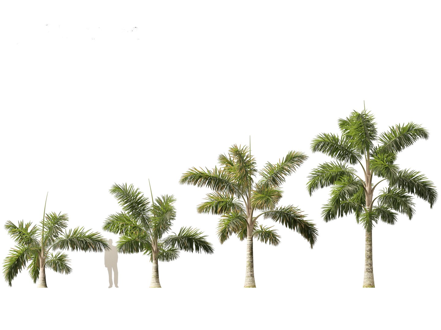 Syagrus sancona - Columbian Foxtail Palm 01 3D model https://p.turbosquid.com/ts-thumb/vZ/O7rEcY/2s/syagrussancona013/jpg/1694427277/1920x1080/fit_q87/0072a00b22b04ce45dfefafaf4dbe43e20bd31f1/syagrussancona013.jpg