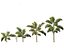 Syagrus sancona - Columbian Foxtail Palm 01