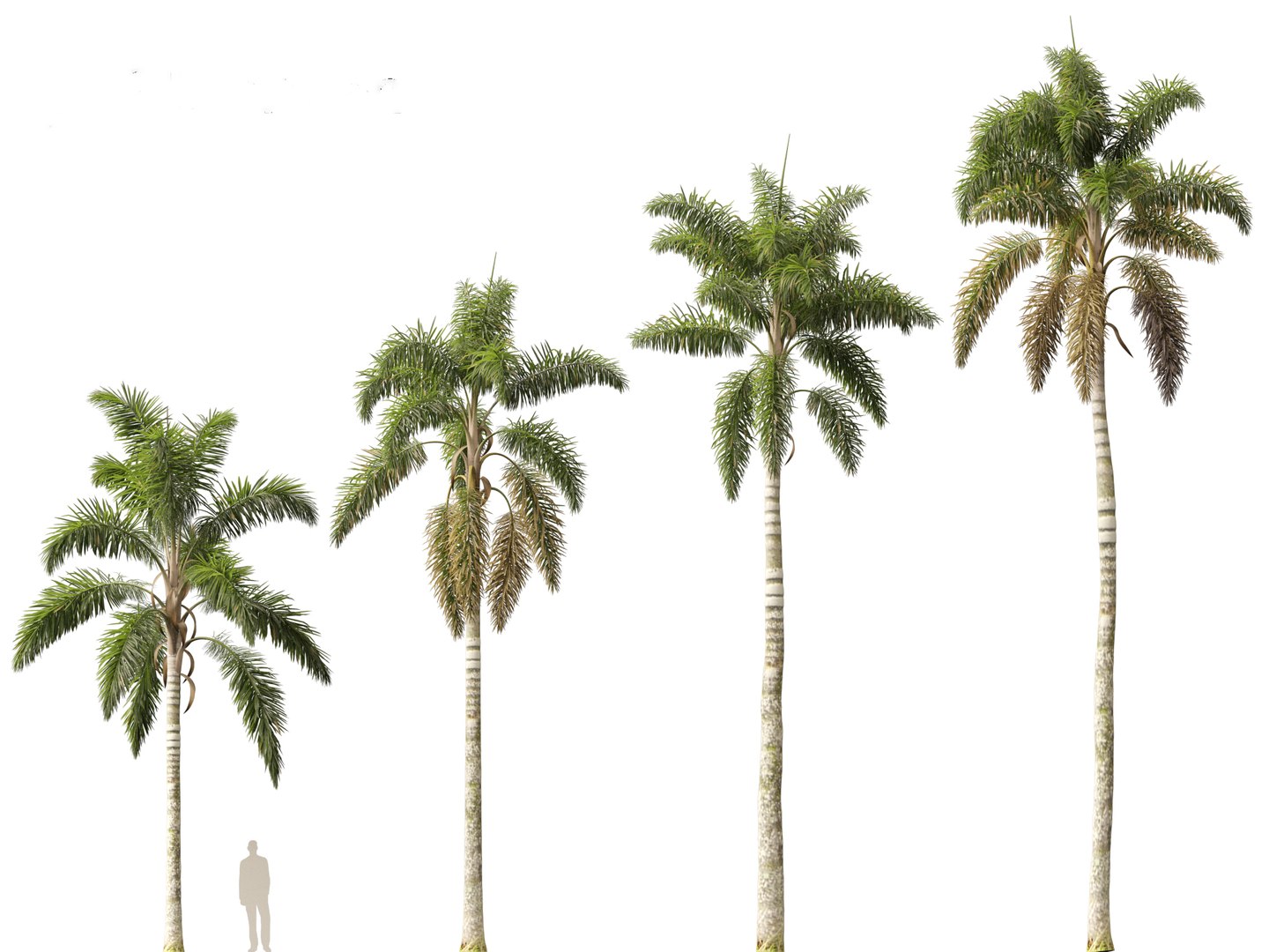 Syagrus sancona - Columbian Foxtail Palm 01 3D model https://p.turbosquid.com/ts-thumb/vZ/O7rEcY/Qq/syagrussancona015/jpg/1694427282/1920x1080/fit_q87/9abcd48b1fb332dcbe8513a40fa43ec43ed1eea9/syagrussancona015.jpg