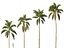 Syagrus sancona - Columbian Foxtail Palm 01