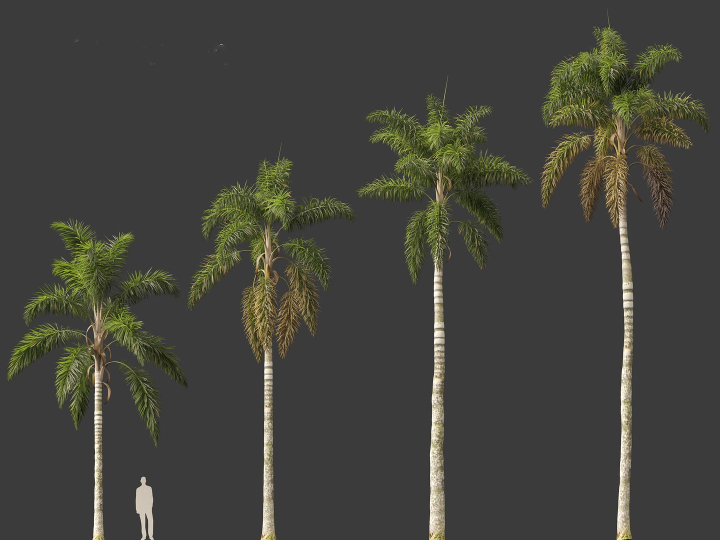Syagrus sancona - Columbian Foxtail Palm 01 3D model https://p.turbosquid.com/ts-thumb/vZ/O7rEcY/Zv/syagrussancona016/jpg/1694427281/1920x1080/fit_q87/5d615e41a875a1cdfe437106ea234afbbbb149e8/syagrussancona016.jpg