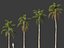 Syagrus sancona - Columbian Foxtail Palm 01