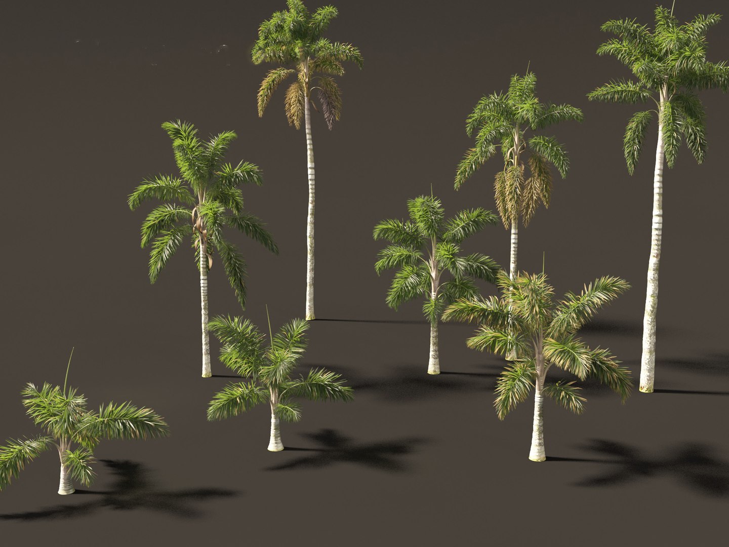 Syagrus sancona - Columbian Foxtail Palm 01 3D model https://p.turbosquid.com/ts-thumb/vZ/O7rEcY/bC/syagrussancona019/jpg/1694427285/1920x1080/fit_q87/2ad1c568eb79a61863d8994e1c44ae114207a063/syagrussancona019.jpg